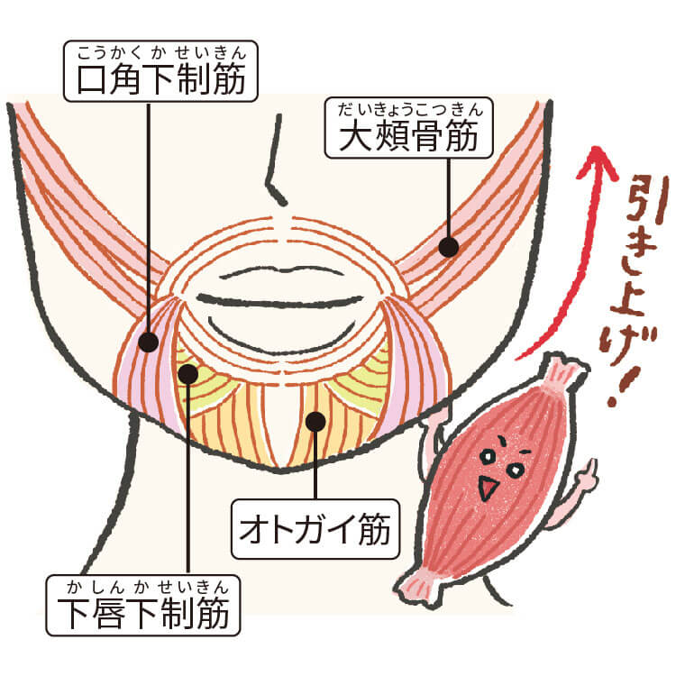 顔の筋肉