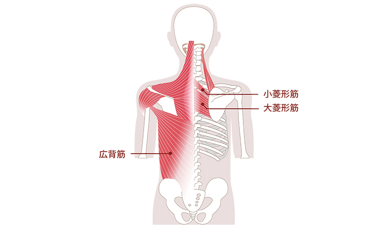 背中の筋肉のイラスト