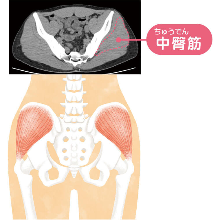 中臀筋